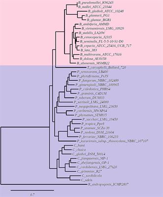 Ornithine Lipids in Burkholderia spp. Pathogenicity